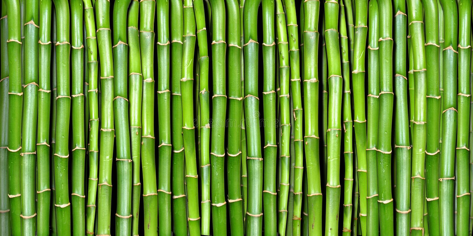 Fresh and Green Bamboo Sabzi Picture displayed here. 